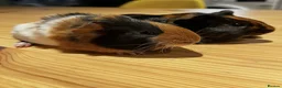 Guinea Pig rodents for sale: 2 Baby boy guinea pigs  - Advert 4