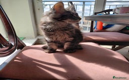 Maine Coon cats for sale: GCCF & TICA Reg Affectionate Maine Coon kittens - Image 7