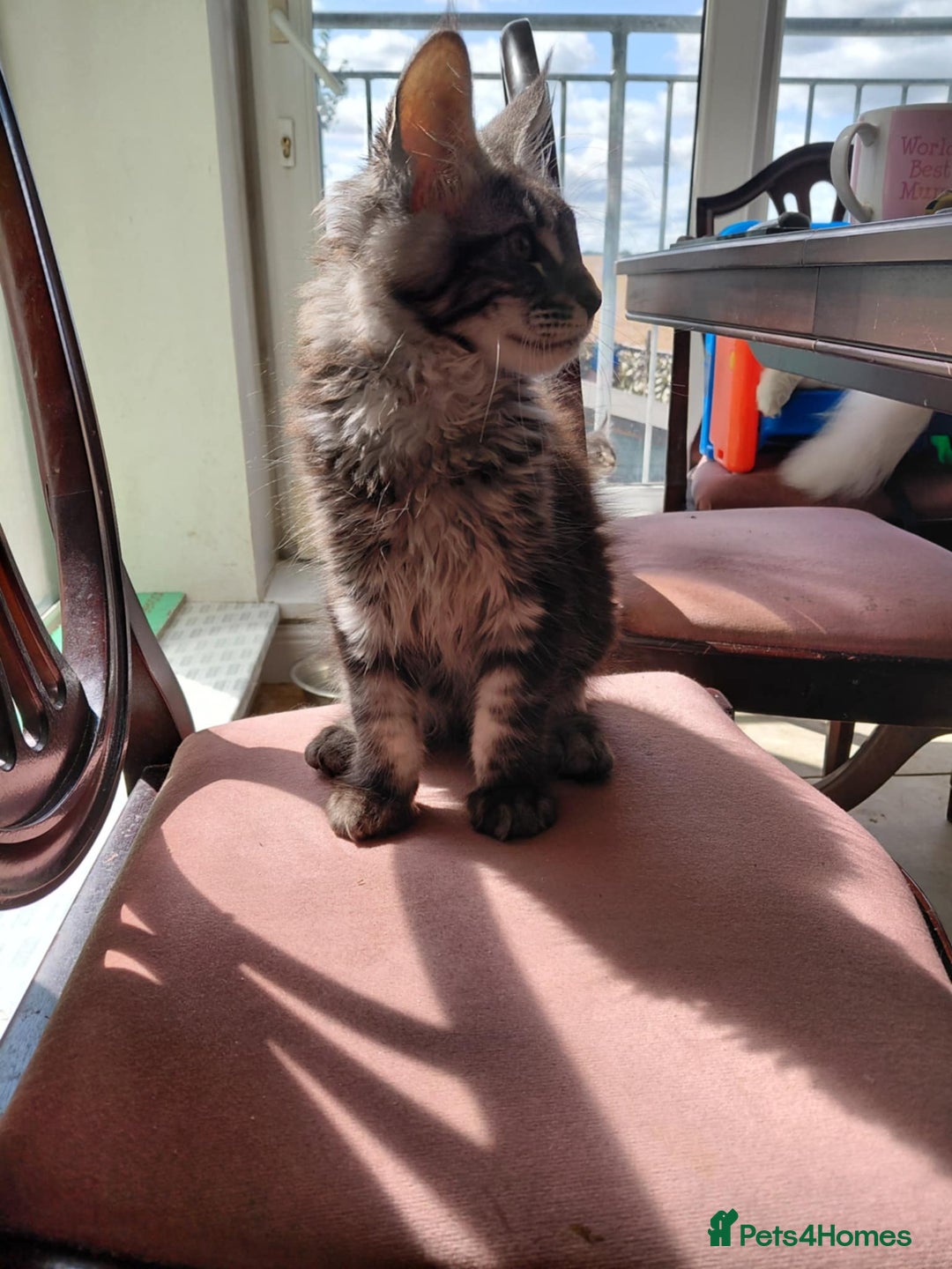 Maine Coon cats for sale: GCCF & TICA Reg Affectionate Maine Coon kittens - Image 7
