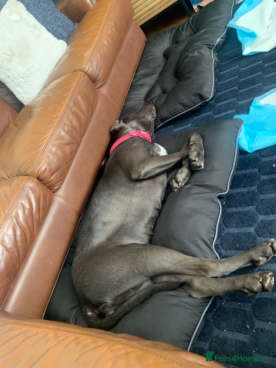 Cane Corso dogs for sale: FREE female cane corso - Image 7