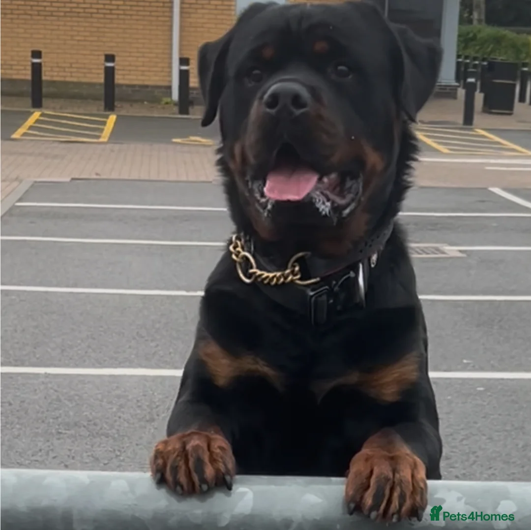 Rottweiler dogs for stud: Rottweiler DNA health tested,,EYE SCANNED  in Wellingborough - Advert 18