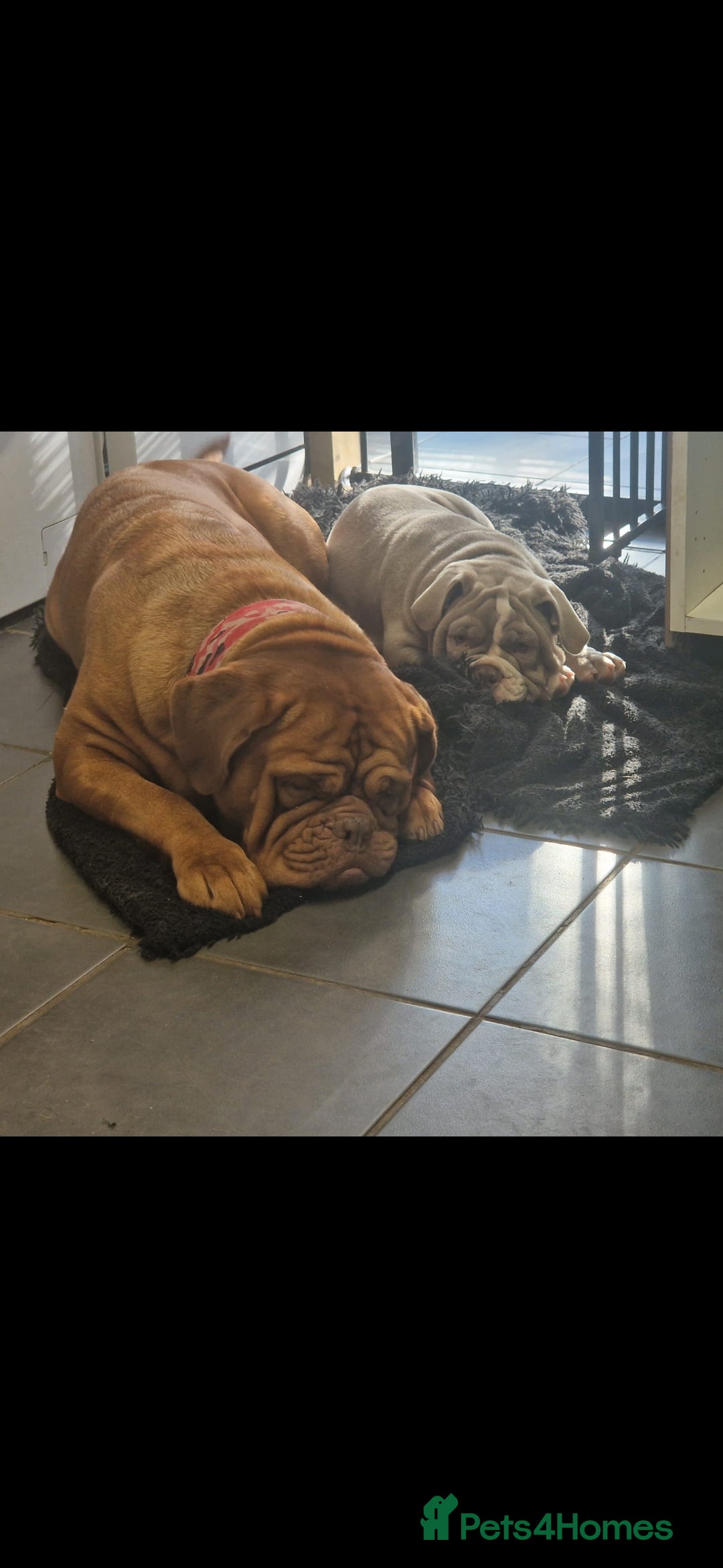 English Bulldog dogs for stud: English bulldog for stud - Image 3