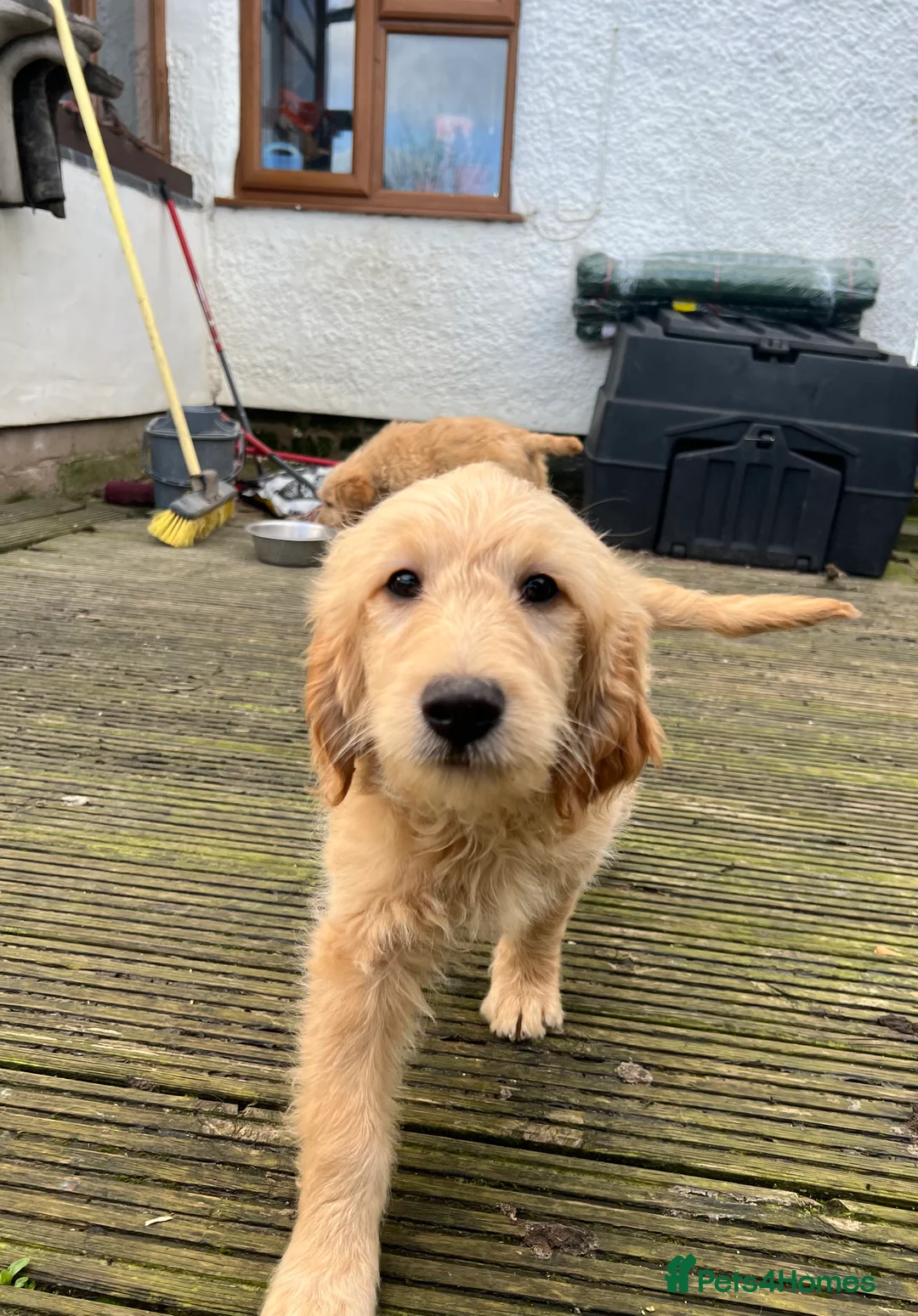 Goldendoodle dogs for sale: Beautiful health checked small retriever xdoodles  - Advert 2