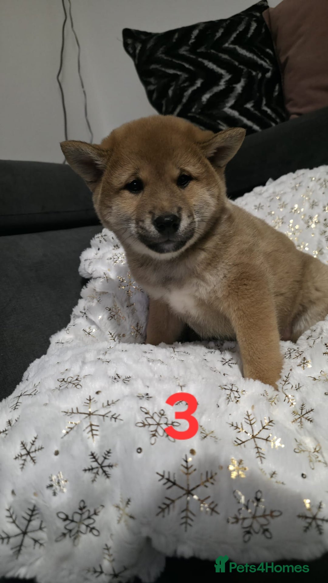 Japanese Shiba Inu dogs for sale: Puppy Shiba inu female - Advert 4