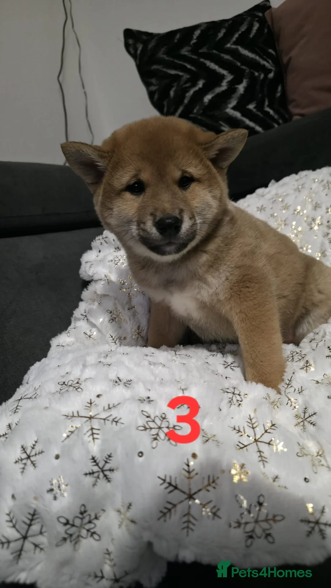 Japanese Shiba Inu dogs for sale: Puppy Shiba inu female - Advert 12