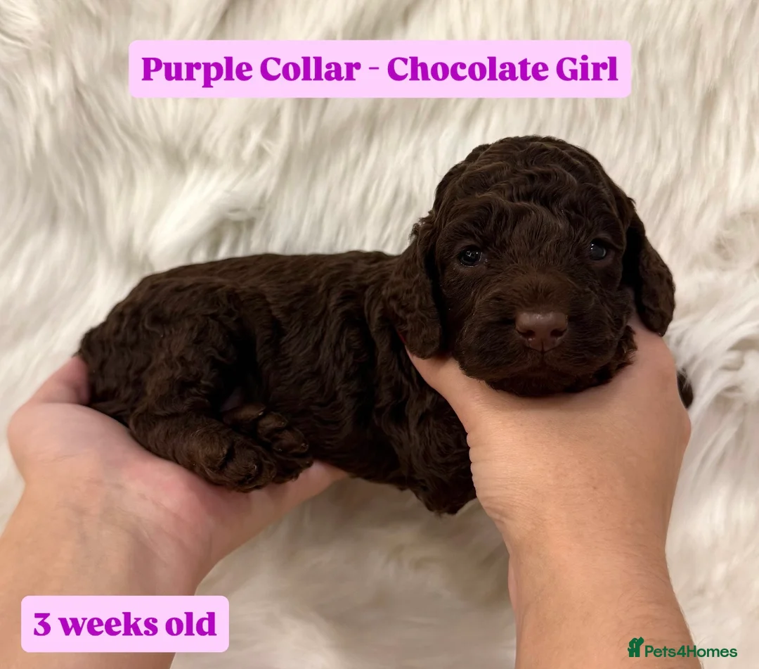 Cockapoo dogs for sale: Waiting-List Open - DNA Tested Cockapoo Puppies 🧬 - Advert 8