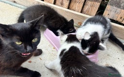 British Shorthair cats for sale: British short haired kittens - Image 4