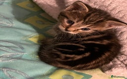 European cats for sale: Kittens - Image 1