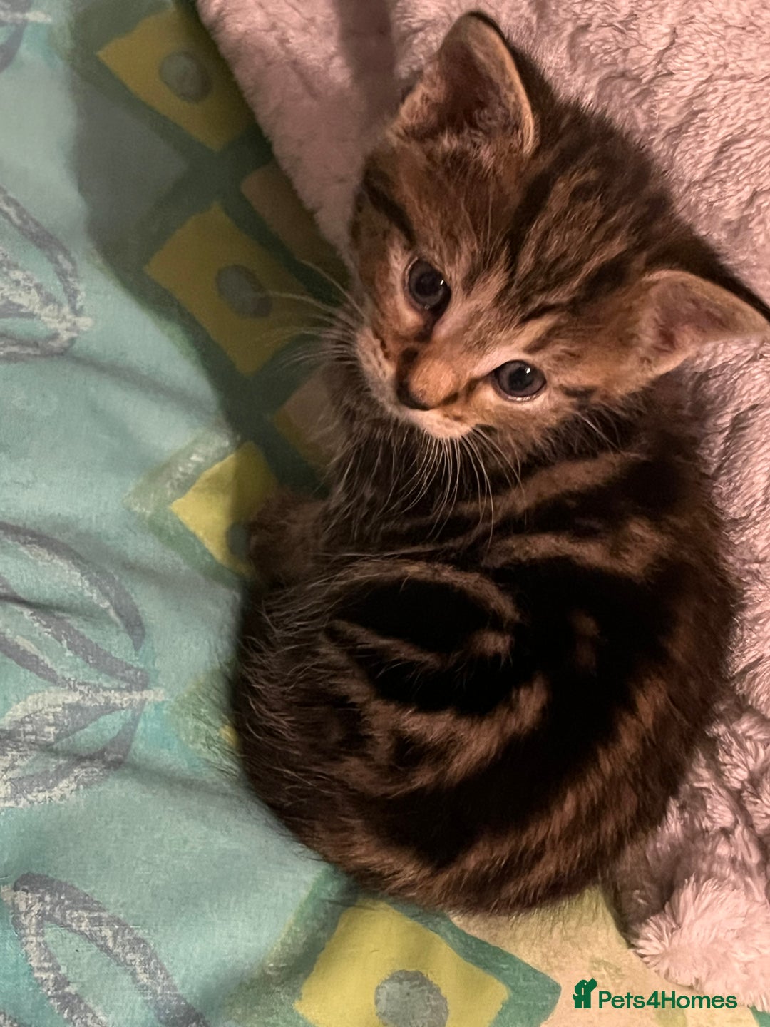 European cats for sale: Kittens - Image 1