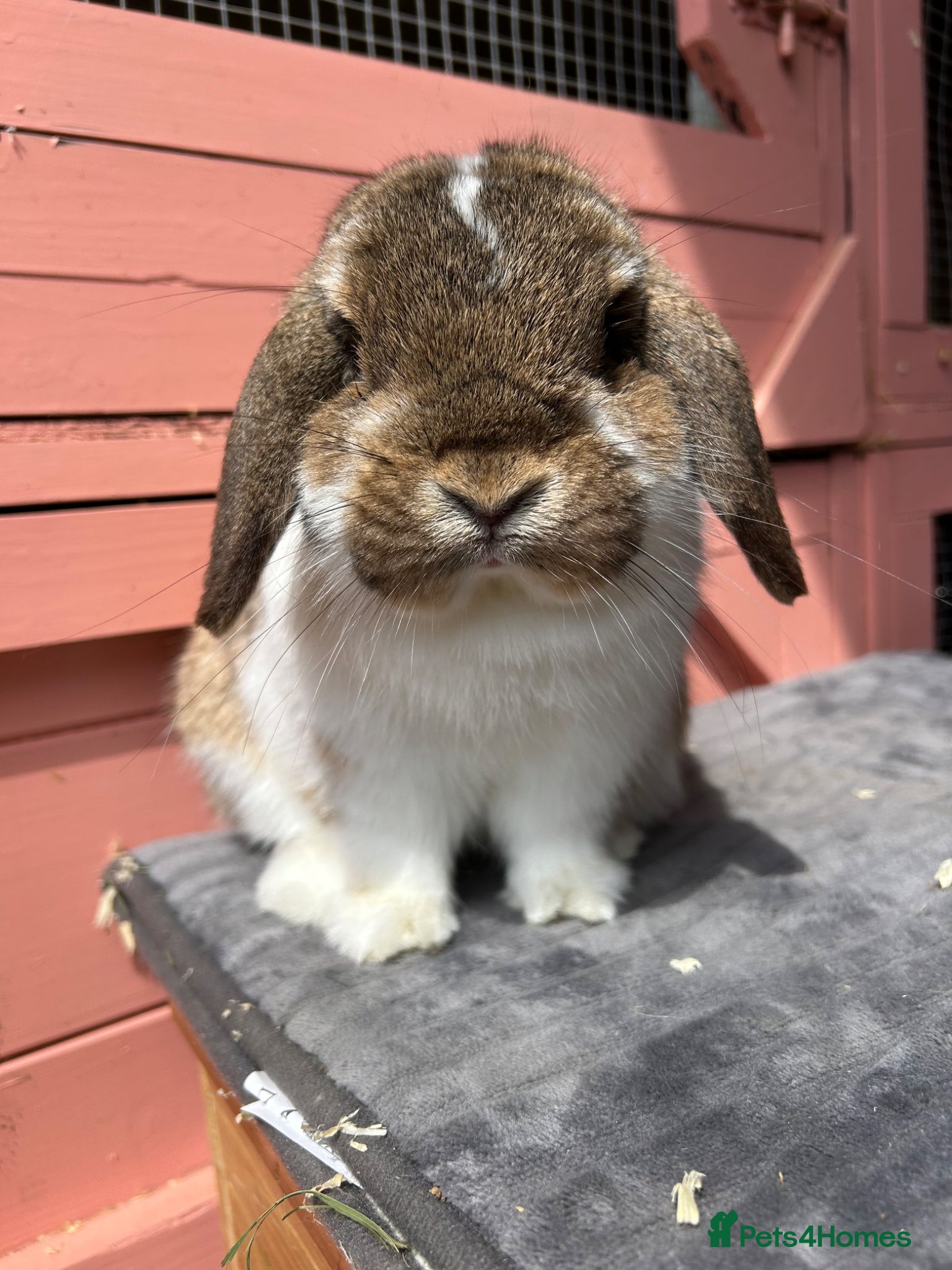 Mini Lop rabbits Freindly, Vaccinated adult mini lop buck - Advert 2
