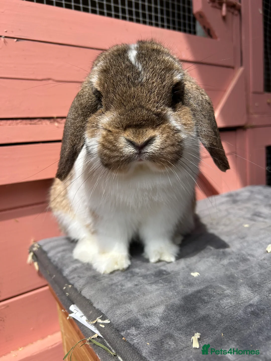 Mini Lop rabbits for sale: Freindly, Vaccinated adult mini lop buck - Advert 1