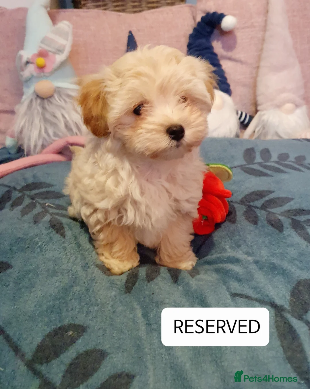 Maltipoo dogs for sale: ❤️MALTIPOO PUPPIES❤️ONLY GIRL LEFT❤️ - Advert 4