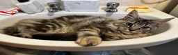 Maine Coon cats for sale: GCCF Silver torbie - Advert 4