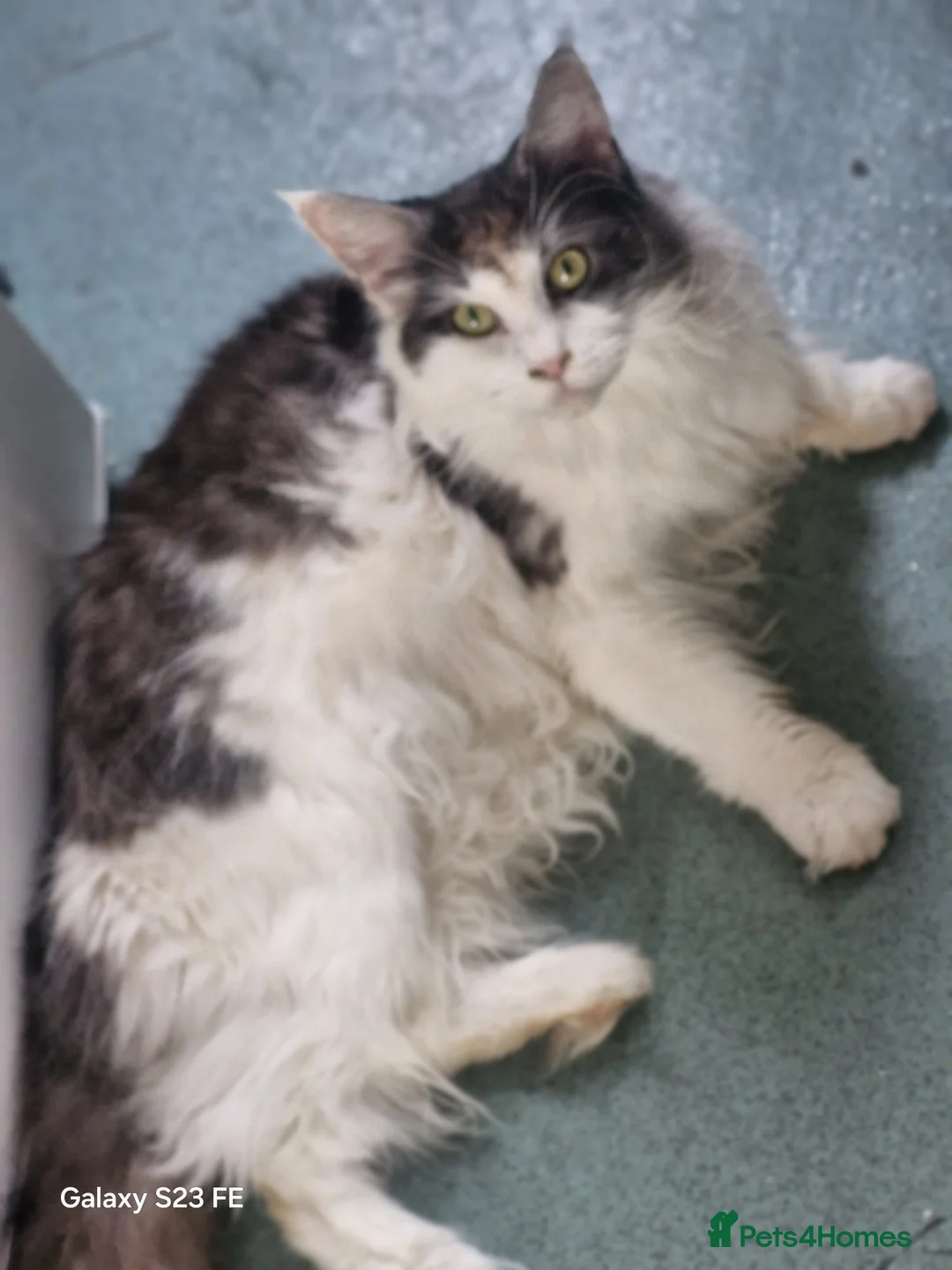 Maine Coon cats for sale: Mollie  - Advert 10