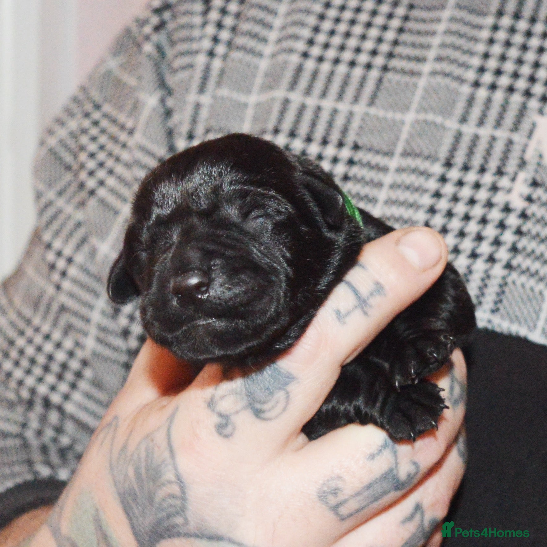 Labrador Retriever dogs FULLY HEALTH TESTED KC STUNNING CHUNKY LABRADORS  - Advert 7