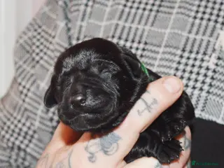 Labrador Retriever dogs FULLY HEALTH TESTED KC STUNNING CHUNKY LABRADORS - Advert 7