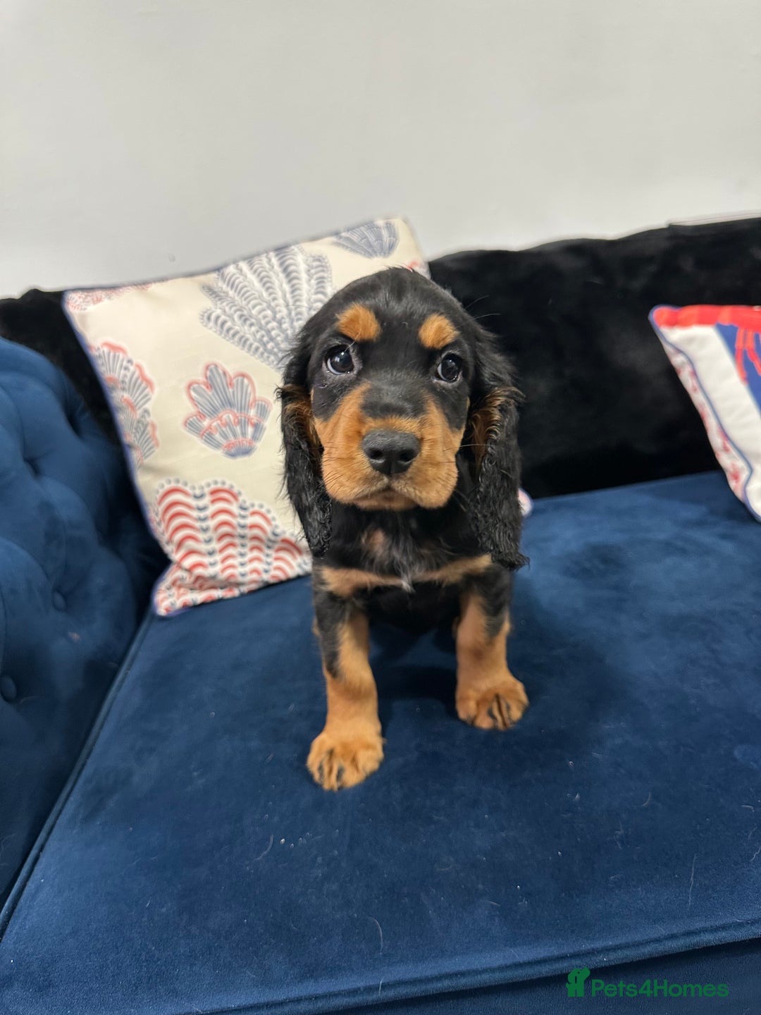 Cocker Spaniel dogs for sale: LAST BEAUTIFUL COCKER SPANIEL GIRL  - Image 5