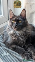 Maine Coon cats Exceptional kittens due Championship European line - Advert 3
