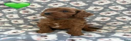 Cavapoo dogs for sale: Stunning Fox Red F1 Cavapoo Puppies H/C  - Advert 26