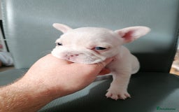 French Bulldog dogs for sale: Gorgeous French bulldog puppies Just 1 girl left!  - Advert 31