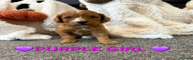 💜Purple girl 💜