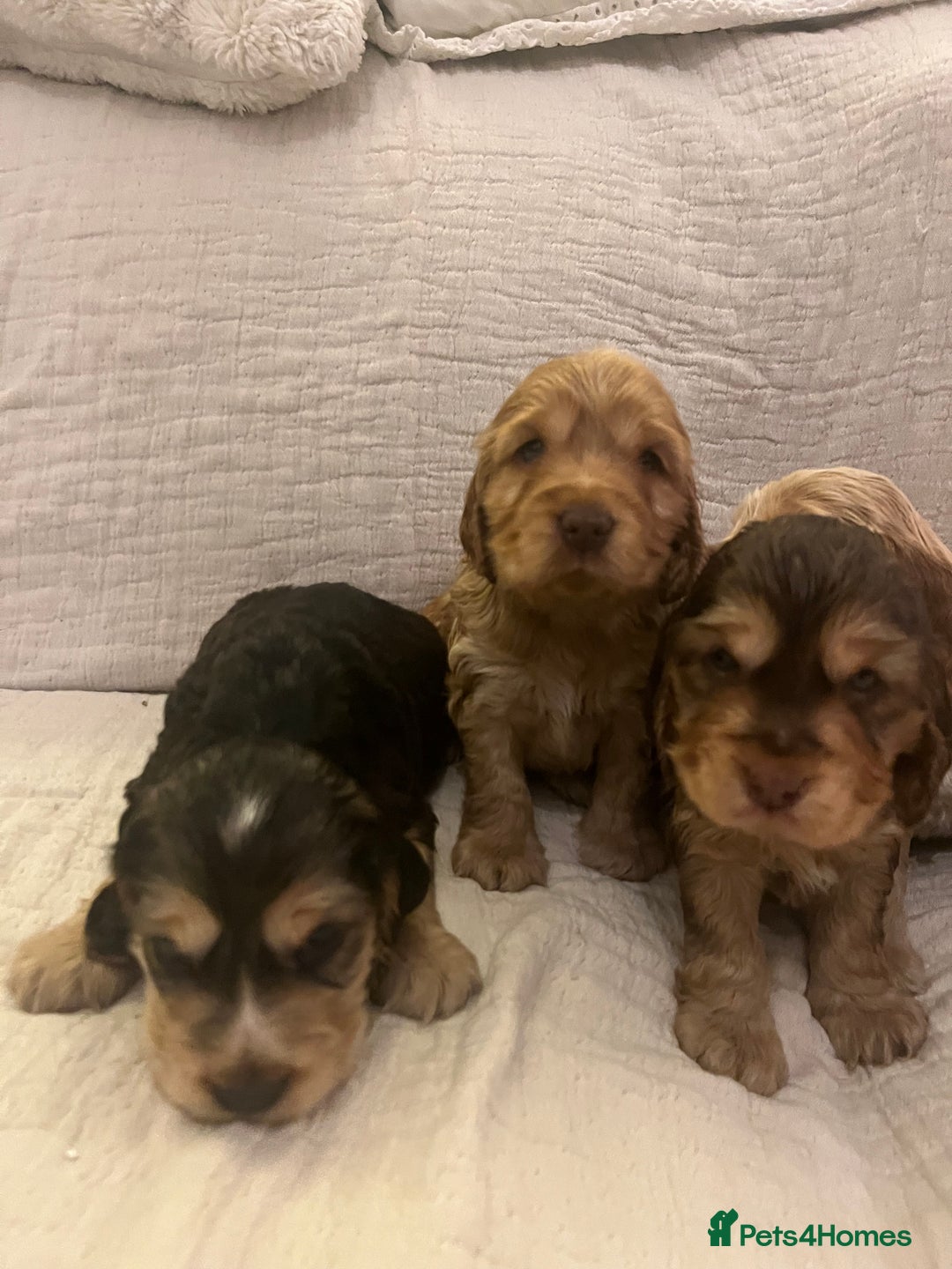 Cocker Spaniel dogs for sale: Adorable show type cocker spaniel pups - Advert 9