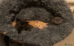 British Longhair cats for sale: 5 adorable male kittens - Image 13
