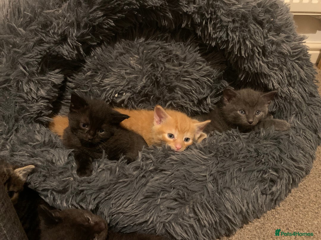 British Longhair cats for sale: 5 adorable male kittens - Image 13