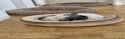 Mixed Breed dogs for sale: Millie is looking for forever loving home! - Advert 4