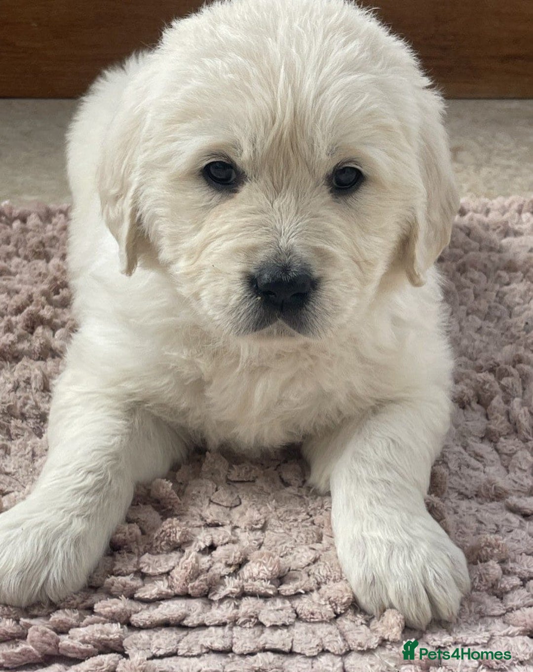 Golden Retriever dogs for sale: STUNNING LITTER AVAILABLE TO GO - Advert 3