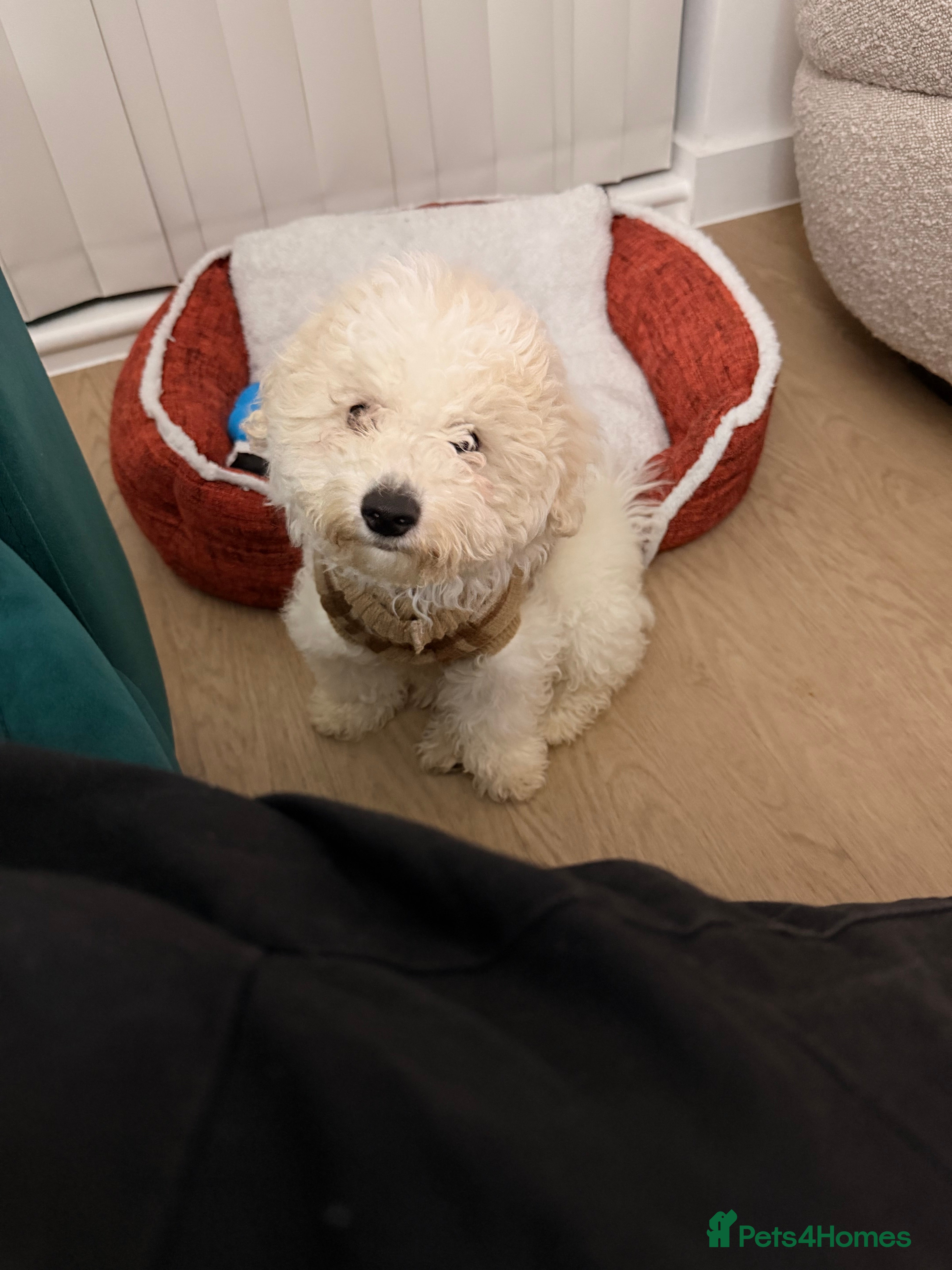 Bichon Frise dogs Beautiful Bichon Frise Puppy – Loving Home Wanted - Advert 7