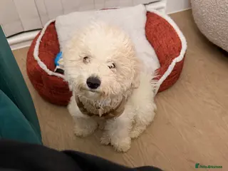 Bichon Frise dogs Beautiful Bichon Frise Puppy – Loving Home Wanted - Advert 7