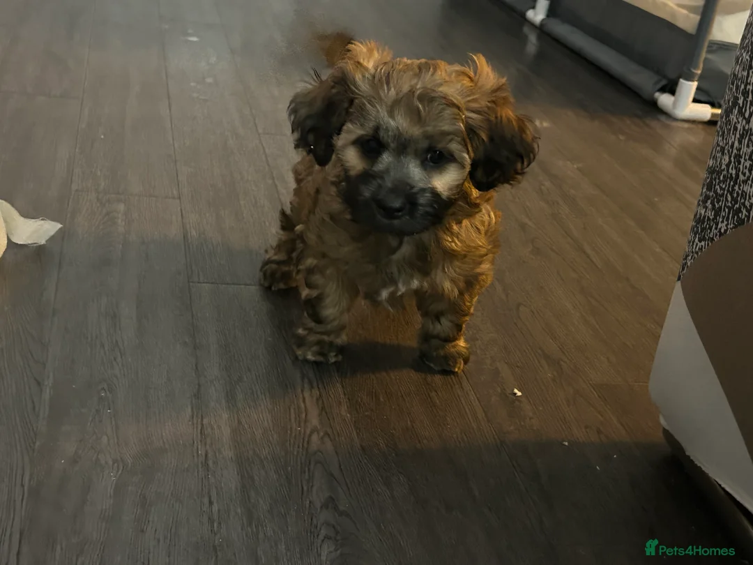 Mixed Breed dogs for sale: Yorkipoo x shihtzu puppies  - Advert 3