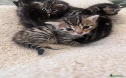 Bengal cats for sale: 5 bengal x Mainecoon kittens for sale - Image 3