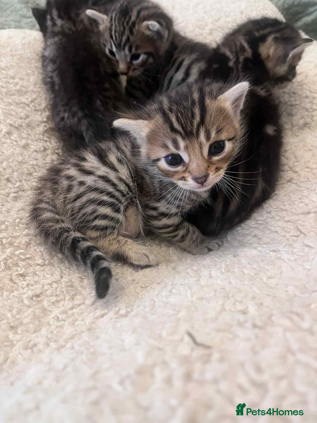 Bengal cats for sale: 5 bengal x Mainecoon kittens for sale - Image 3