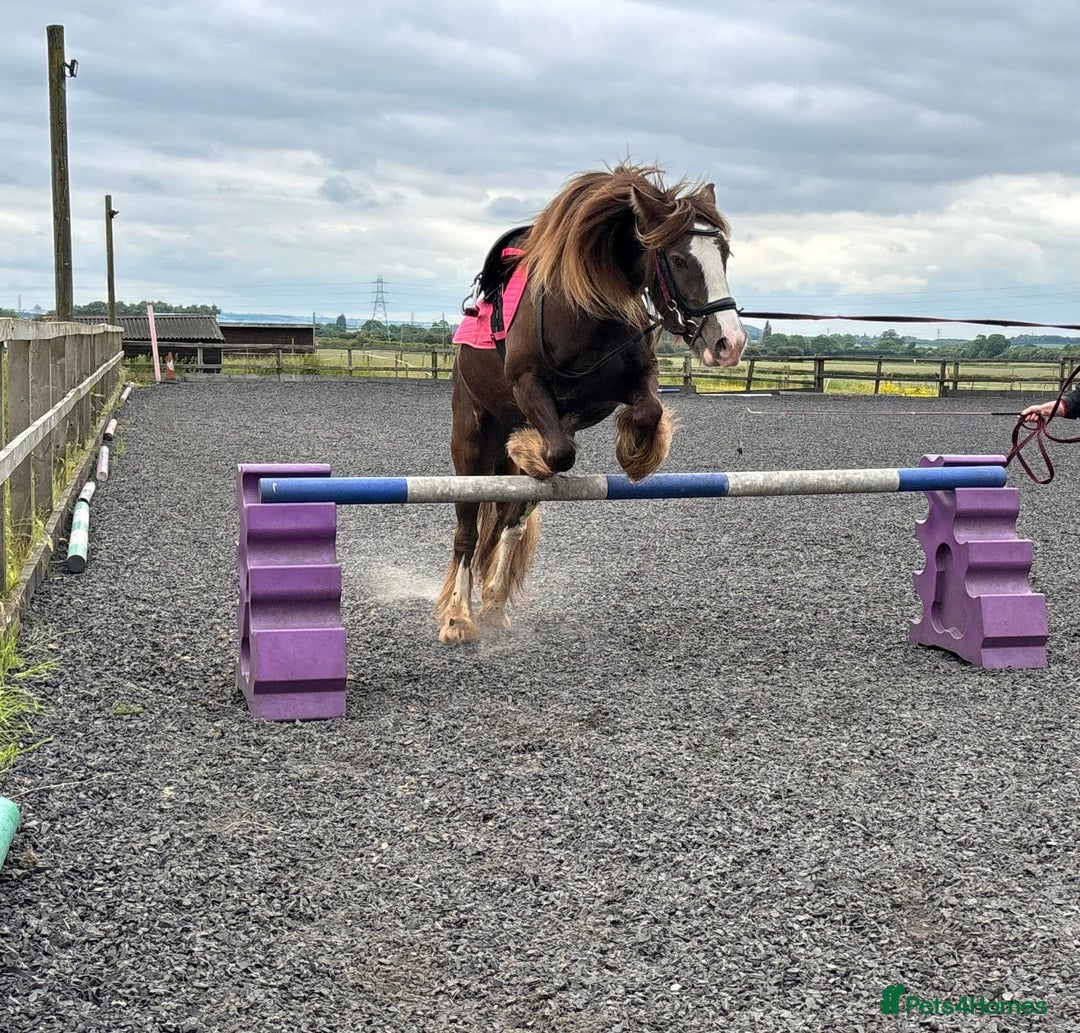 Irish Cob horses for sale: 13.3 bum high 6 year old mare - Advert 6