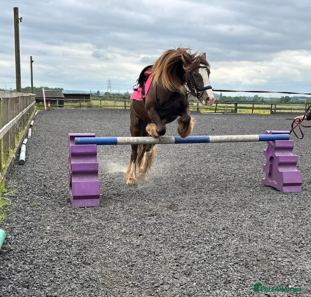 Irish Cob horses for sale: 13.3 bum high 6 year old mare - Advert 6