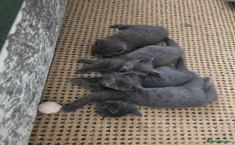 Russian Blue cats - Advert 3