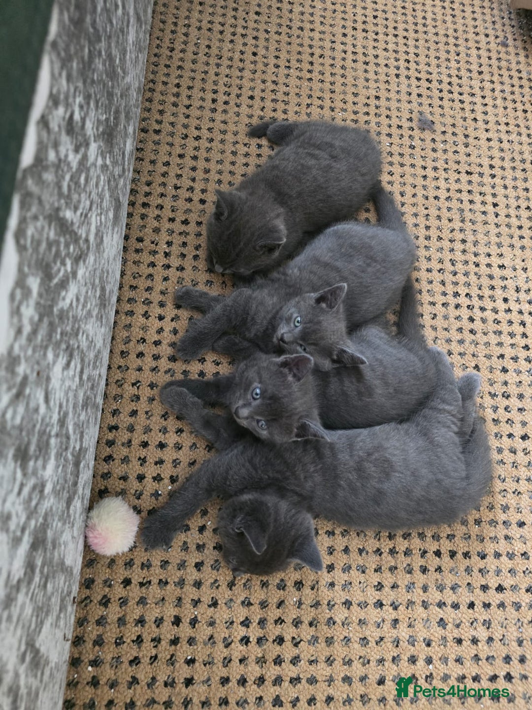 Russian Blue cats for sale: Gorgeous Russian Blue kittens - Image 1