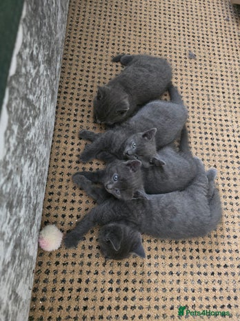 Russian Blue cats - Advert 2