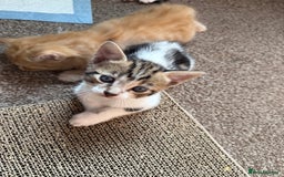 Domestic Shorthair cats for sale: Family-Raised Kittens, Friendly, Playful Ready Now - Image 31