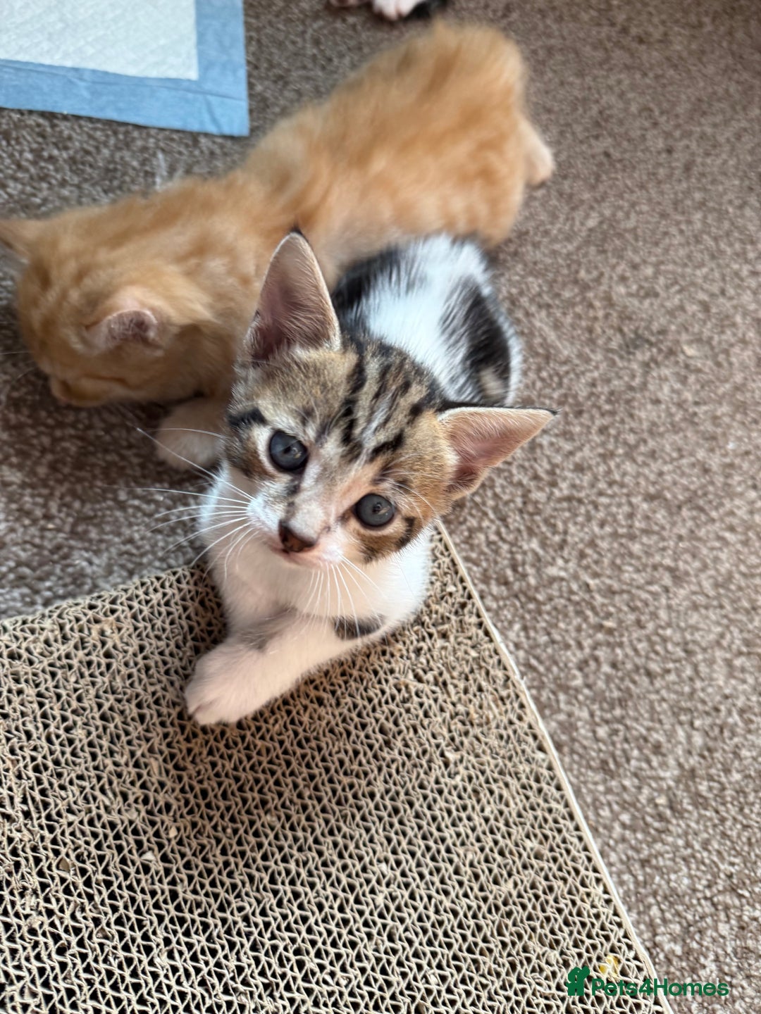 Domestic Shorthair cats for sale: Family-Raised Kittens, Friendly, Playful Ready Now - Image 31