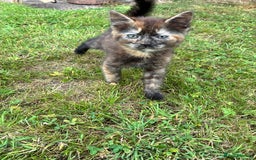 Domestic Shorthair cats for sale: Kittens 4 sale - Image 9