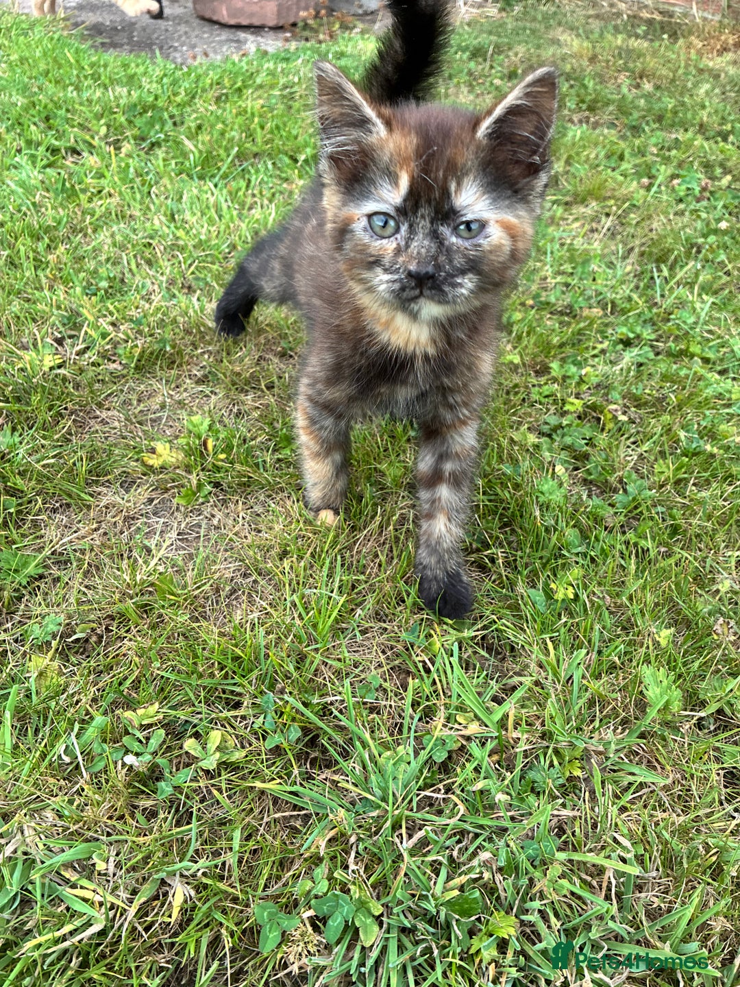 Domestic Shorthair cats for sale: Kittens 4 sale - Image 9