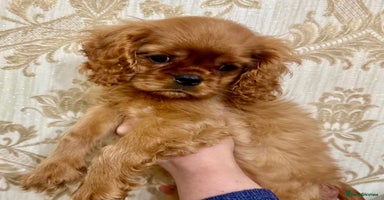 Cavalier King Charles Spaniel dogs - Advert 3