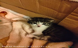 Turkish Angora cats for sale: Turkish Angora kittens for sale - Image 6