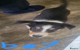 Mixed Breed dogs for sale: Lovely rough collie and border collie pups  - Image 7