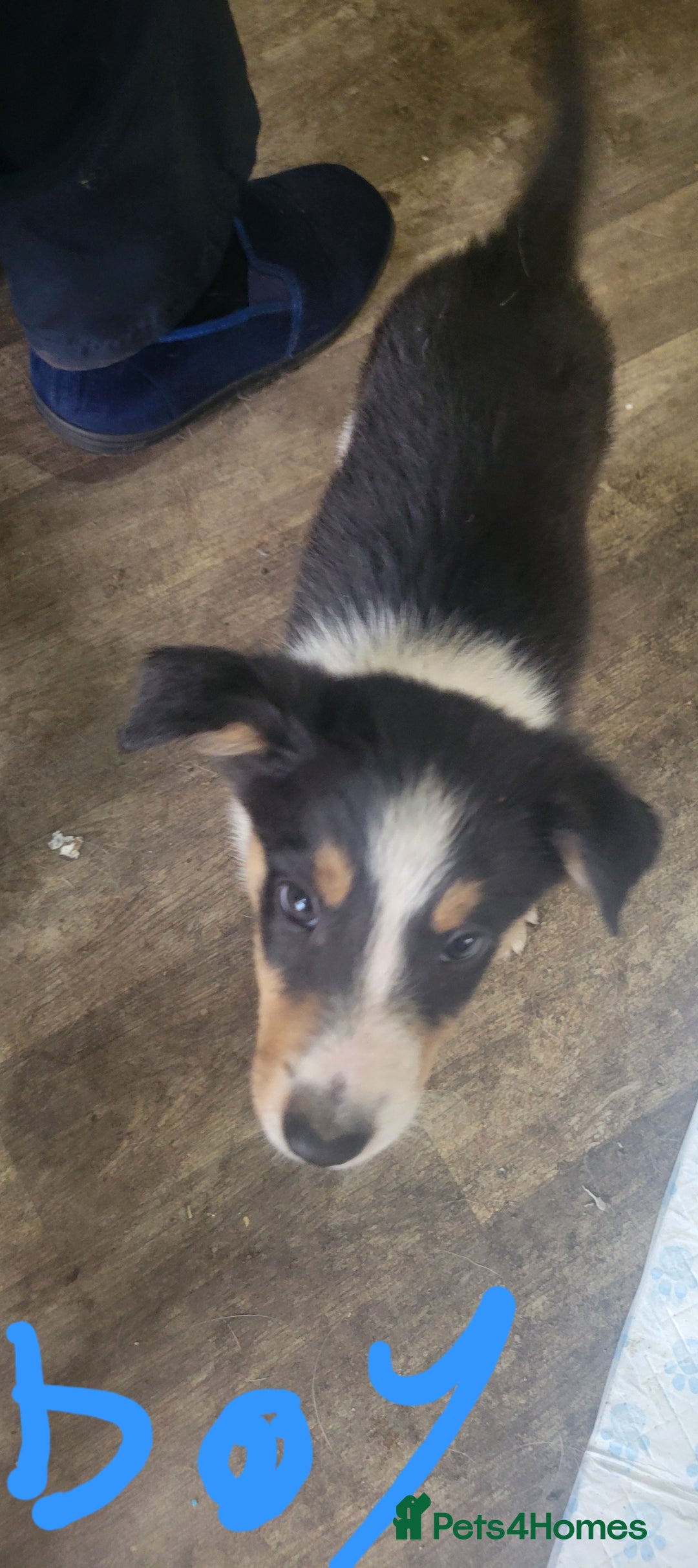 Mixed Breed dogs for sale: Lovely rough collie and border collie pups  - Image 7