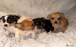 Jack Russell dogs for sale: Miniature jack Russel  - Image 6