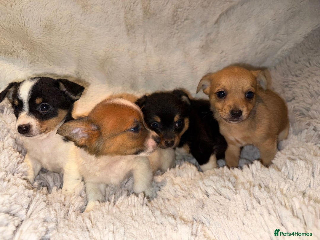 Jack Russell dogs for sale: Miniature jack Russel  - Image 6